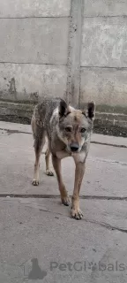 Дополнительные фото: Щенок чехословацкой волчьей собаки