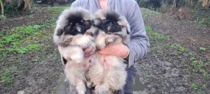 Фото №1. пекинес - купить в Хельсинки за договорная. Объявление №162455