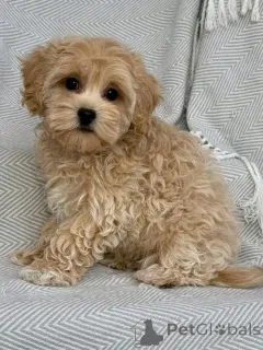 Фото №2 к объявлению №151113 о продаже кинг-чарльз-спаниеля, пуделя (королевского), пуделя (той) - купить в Германии частное объявление, из приюта