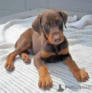 Фото №2 к объявлению №160533 о продаже добермана - купить в Германии частное объявление