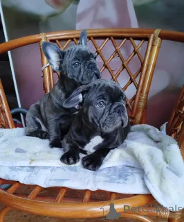 Фото №3. Милые щенки французский бульдог.  Беларусь