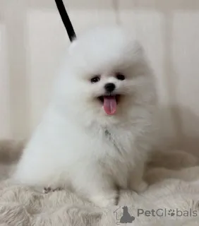 Фото №2 к объявлению №147119 о продаже померанского шпица - купить в США частное объявление