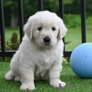 Фото №1. золотистый ретривер - купить в Брюсселе за 102044₽. Объявление №167721