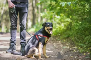 Фото №4. Продажа беспородную в Варшаве из приюта - цена Бесплатно