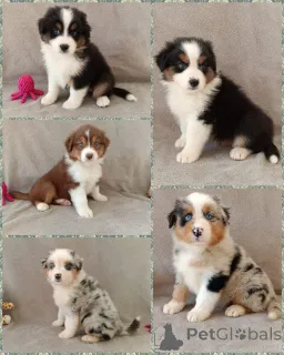 Фото №1. австралийская овчарка - купить в Берлине за Бесплатно. Объявление №165782