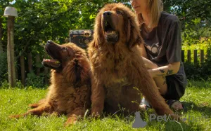 Дополнительные фото: Продажа щенков Тибетского мастифа