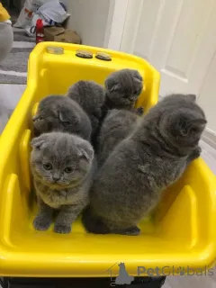 Фото №1. шотландская вислоухая (скоттиш фолд) - купить в Колоне за 32468₽. Объявление №166425