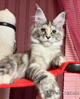 Фото №1. мейн-кун - купить в Просеивание за договорная. Объявление №155321