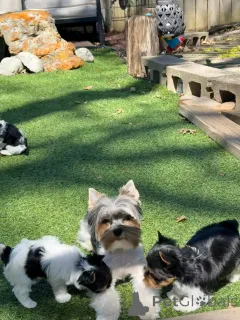 Фото №1. бивер-йоркширский терьер - купить в Берлине за договорная. Объявление №140441