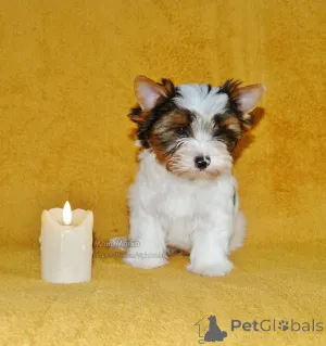 Дополнительные фото: Щенки бивер терьера в Тбилиси и Батуми. Родословная FCI.