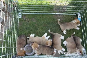 Дополнительные фото: Вельш-корги - пемброк