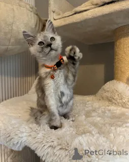 Фото №3. Потрясающие девчонки и мальчики мейн-кунов ДОСТУПНЫ СЕЙЧАС. США