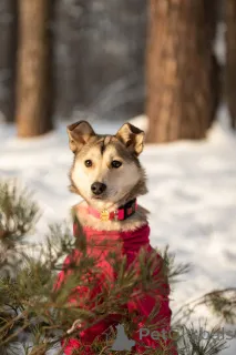 Фото №2 к объявлению №163747 о продаже беспородную - купить в России частное объявление