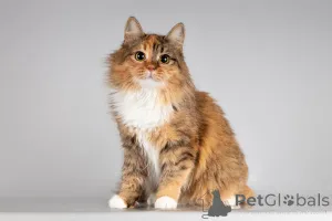 Фото №1.  - купить в Химках за Бесплатно. Объявление №166043