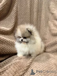 Фото №2 к объявлению №167823 о продаже померанского шпица - купить в Германии частное объявление