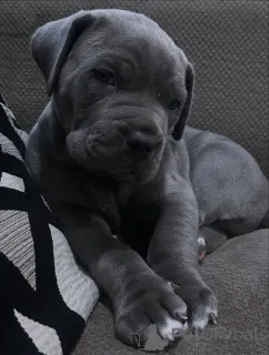 Фото №2 к объявлению №158579 о продаже кане-корсо - купить в Нидерландах заводчик