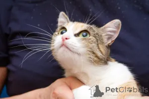 Дополнительные фото: Ищет дом кошечка Пикси