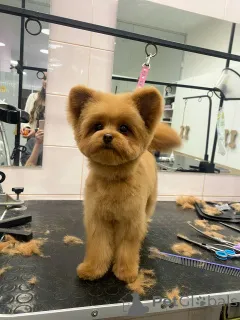 Фото №1. пудель (той) - купить в Лондонский Сити за Бесплатно. Объявление №157433