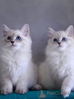 Фото №1. сибирская - купить в Norrköping за договорная. Объявление №167096