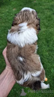 Дополнительные фото: Чистокровные щенки породы Ши-Тцу.