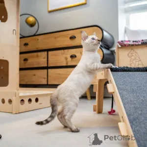 Фото №2 к объявлению №153224 о продаже бенгальская - купить в Швеции частное объявление