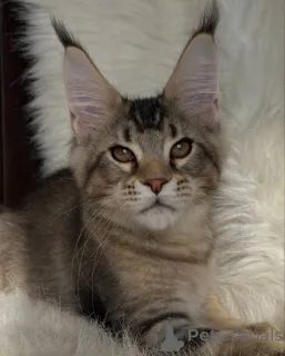 Фото №3. Мейн-кун. Великобритания