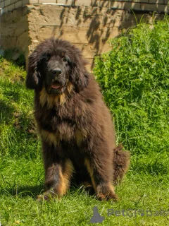 Дополнительные фото: Продажа щенков Тибетского мастифа
