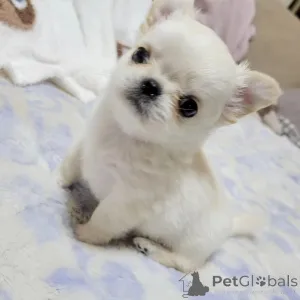 Фото №1. йоркширский терьер - купить в Альбом за договорная. Объявление №163961