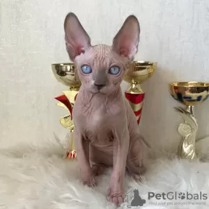 Дополнительные фото: SE Venden Gatos sphynx sanos