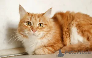 Фото №1.  - купить в Химках за Бесплатно. Объявление №165152