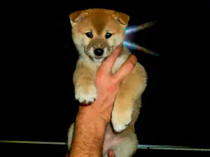 Дополнительные фото: Shiba iny (Сиба ину)