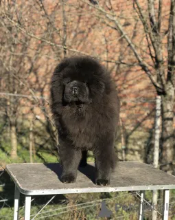 Фото №4. Продажа чау-чау в Шип заводчик - цена договорная