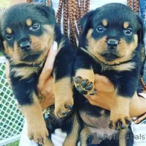 Фото №1. ротвейлер - купить в Брюсселе за Бесплатно. Объявление №165263