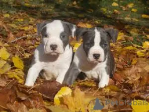 Фото №3. Американские щенки Staffordshire Terrier.  Германия