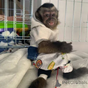 Фото №2 к объявлению №161362 о продаже  - купить в Великобритании 