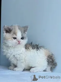 Фото №2 к объявлению №166338 о продаже селкирк рекс короткошёрстный - купить в Финляндии частное объявление, заводчик