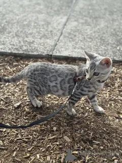 Фото №1. бенгальская - купить в Женеве за 69575₽. Объявление №152656