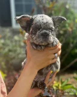 Фото №2 к объявлению №150645 о продаже французского бульдога - купить в Германии из приюта, заводчик