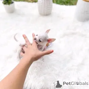 Фото №2 к объявлению №144452 о продаже чихуахуа - купить в Финляндии частное объявление, из приюта, заводчик