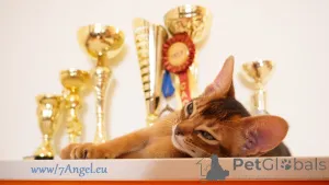 Дополнительные фото: Клубные абиссинские котята