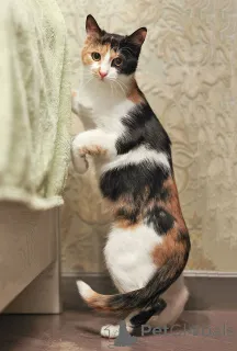 Фото №4. Продам  в Москова частное объявление - цена Бесплатно