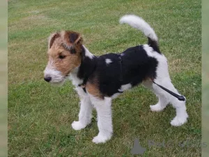 Фото №1. жесткошёрстный фокстерьер - купить в Хайденхайм за договорная. Объявление №166275