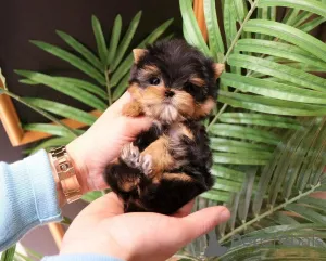 Фото №2 к объявлению №163955 о продаже беспородную - купить в США заводчик