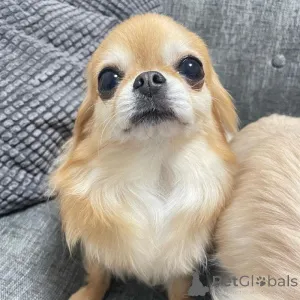 Фото №1. чихуахуа - купить в Вольфсбург за договорная. Объявление №161502