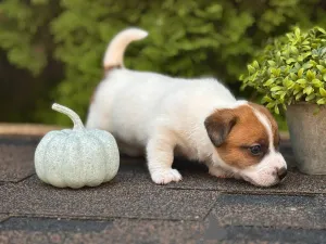 Дополнительные фото: Щенки Джек Рассел Терьер