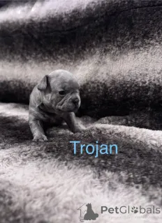 Фото №3. Щенки французского бульдога, зарегистрированные в KC..  Нидерланды