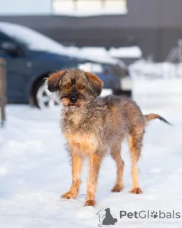 Дополнительные фото: Редкой внешности собачка ищет дом