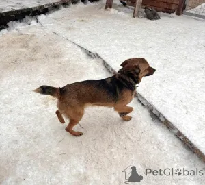 Дополнительные фото: Маленький ласковый таксообразный пёсик