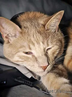 Дополнительные фото: Рыженькое солнышко Санчо, молодой котик ищет дом