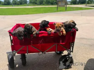 Дополнительные фото: Nuttede Cane Corso очень красив и безопасен для всех